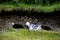 Herdwick Family