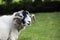 Herdwick ram with curled horns