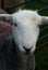 Herdwick sheep