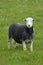 Herdwick Sheep