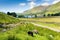 Herdwick sheep Buttermere Lake District Cumbria England uk on a beautiful sunny summer day surrounded by fells