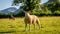 Herdwick Sheep in Cumbria, England