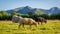 Herdwick Sheep grazing in Cumbria, England