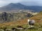 A Herdwick sheep guarding the Scafell Range, Cumbria