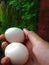 here are 2 free-range chicken eggs.  contains a lot of protein, and is suitable for consumption for sports lovers