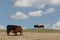 Hereford and angus cattle grazing.