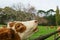 Hereford beef cattle head lifted and mouth part open closeup. in Auckland New Zealand