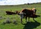 Hereford beef cattle in pasture in North Dakota.