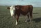 A Hereford beef cow in a pasture