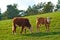 Hereford breed of brown cows grazing on sustainable farm in pasture field in the countryside. Raising and breeding