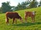 Hereford breed of brown cows grazing on sustainable farm in pasture field in the countryside. Raising and breeding