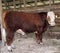 Hereford Bull