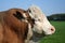 Hereford Bull