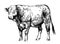 Hereford bull, graphic illustration