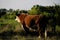 Hereford bull looking away over field