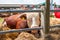 Hereford bull resting in hay