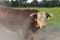 Hereford bull takes a dust bath
