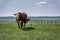 Hereford bulls standing and grazing in prairie pasture in Saskatchewan, Canada