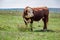 Hereford bulls standing and grazing in prairie pasture in Saskatchewan, Canada