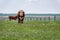 Hereford bulls standing and grazing in prairie pasture in Saskatchewan, Canada