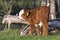 Hereford calf