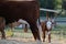 Hereford calf with bull on farm