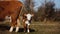 Hereford calf with cow on farm