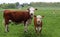 Hereford calf with cow standing in the meadow