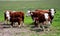 Hereford Calves an Cows