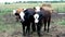 Hereford cattle