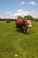 Hereford Cattle