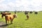 Hereford cattle grazing in Argentina