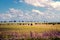 Hereford cattle grazing in Argentina