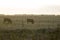 Hereford cattle grazing at dusk