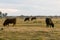 Hereford cattle grazing at dusk