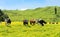 Hereford cattle grazing a field of yellow buttercup