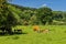 Hereford Cattle, Herefordshire, England.