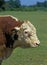 HEREFORD CATTLE, PORTRAIT OF BULL