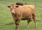 Hereford cow closeup