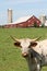 Hereford Cow in front of a dairy farm