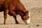 Hereford Cow Grazing with head down while facing to Right