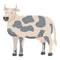 Hereford cow icon cartoon vector. Cattle farm