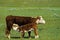 Hereford Cow Nurses Calf   54878