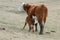 Hereford Cow Nursing Hereford Calf