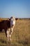 Hereford cow in pasture