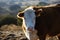 Hereford cow portrait on Texas beef ranch