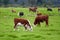 Hereford cow standing and grazing on a vibrant green farm pasture with copyspace. Various sizes of Hereford cows