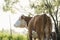 Hereford cow during summer on farm