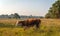 Hereford cow walking in a Dutch nature reserve