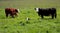 Hereford Cows and Calves